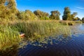 Reeds by a lake with boat