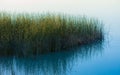 Reeds Lake Royalty Free Stock Photo