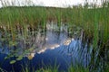 Reeds on the lake