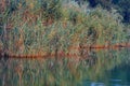 Reeds in the lake edge reflecting on water Royalty Free Stock Photo