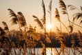 Reeds at lake. Golden sky during sunset Royalty Free Stock Photo