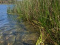 Reeds in Lake Miramar