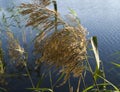 Reeds by the lake