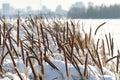 Reeds on the lake in severe frost in winter Royalty Free Stock Photo