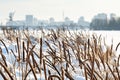 Reeds on the lake in severe frost in winter Royalty Free Stock Photo