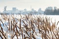 Reeds on the lake in severe frost in winter Royalty Free Stock Photo