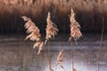 Romantic reeds at the pond exposed in the back light Royalty Free Stock Photo