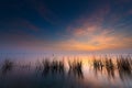 Reeds in lake at sunset Royalty Free Stock Photo