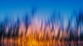 Reeds in lake at sunset Royalty Free Stock Photo