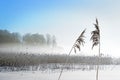 Reeds on lake in winter
