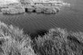 Reeds landscape, close-up. reed field in the lake. black and white Royalty Free Stock Photo