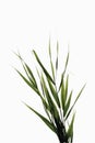 Reeds leaves (Phragmites) Royalty Free Stock Photo