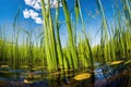 reeds and lily pads in a prime bass-fishing swamp Royalty Free Stock Photo