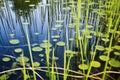 reeds and lily pads in a prime bass-fishing swamp Royalty Free Stock Photo