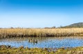 Reeds in marshland, Leighton Moss RSPB, Lancashire, England