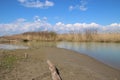 Reeds and marshland in the nature reserve Delta del Po di Veneto. Italy.