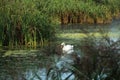 Through The Reeds - Mute Swan Swimming