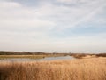 reeds nature growing side bank of river stream water sky blue clouds spring background Royalty Free Stock Photo