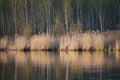 Reeds near the shore of the lake on a spring evening. Reflectio n of trees in the water.