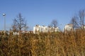 Reeds in a park and a housing estate Royalty Free Stock Photo