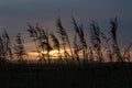 Reeds Silhouetted Against Sunset Sky Royalty Free Stock Photo