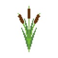 Reeds pixel art. Pond plant 8 bit. Vector illustration Royalty Free Stock Photo