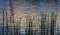 Reeds plant on the lake with water reflection