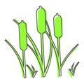 Reeds plant vector icon. Illustration of reeds cartoon style on white isolated background Royalty Free Stock Photo