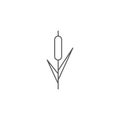 Reeds plant vector icon isolated on white background Royalty Free Stock Photo