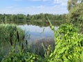 Reeds on a pond in the summer. Russia