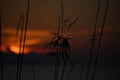 reeds with the postsunset in the background, abstract natural sunset