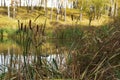 Reeds on a quiet pond and a Sunny day, autumn