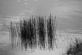 Reeds With Reflection Growing In Shallow Poind In Summer