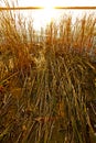 Reeds on the river bank at sunset Royalty Free Stock Photo