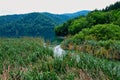 Reeds and Rushes Growing in Plitvice Lakes, Croatia Royalty Free Stock Photo