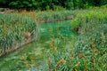 Reeds and Rushes Growing in Plitvice Lakes, Croatia Royalty Free Stock Photo