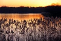 Reeds and rushes on a river bank at sunset Royalty Free Stock Photo