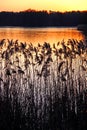 Reeds and rushes on a river bank at sunset Royalty Free Stock Photo