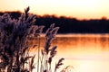 Reeds and rushes on a river bank at sunset Royalty Free Stock Photo