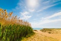 Reeds by the sea in Solanas beach Royalty Free Stock Photo