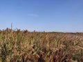 Reeds on the seashore. Plants, sky, skyline. Seaside on a clear summer day. Royalty Free Stock Photo