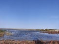 Reeds on the seashore and the sea. Plants, sky, sea, skyline. Seaside on a clear summer day. Royalty Free Stock Photo