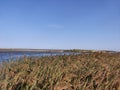 Reeds on the seashore and the sea. Plants, sky, sea, skyline. Seaside on a clear summer day. Royalty Free Stock Photo