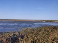 Reeds on the seashore and the sea. Plants, sky, sea, skyline. Seaside on a clear summer day. Royalty Free Stock Photo