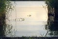 Reeds in shallow water, water and a place in the text.