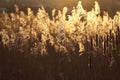 Reeds shine in glorious Sunrise