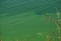 REEDS ON THE SIDE OF A DAM WITH ALGAE GROWTH ON THE VERGE