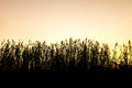 Reeds silhouette in the lagoon `La Albufera`