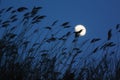 Reeds silhouette and moon Royalty Free Stock Photo