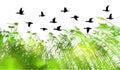 real green grass silhouette and flying ducks. Reeds silhouette tracing. Vector illustration Royalty Free Stock Photo